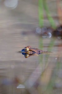 High angle view of turtle in lake