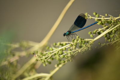 Close-up of damselfly on plant