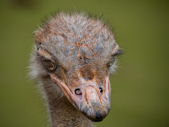 Close-up portrait of ostrich