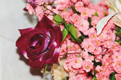 Close-up of pink roses blooming outdoors