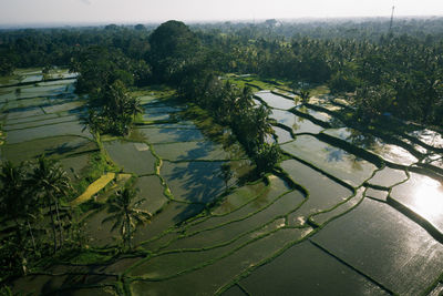 Aerial view of terraced rice field by palm trees