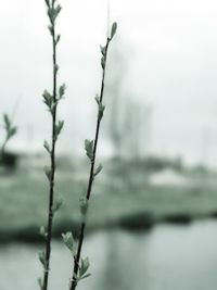 Close-up of frozen plant against sky