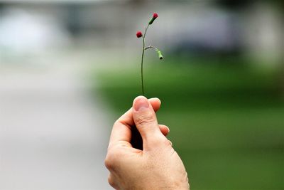 Close-up of hand holding plant against blurred background