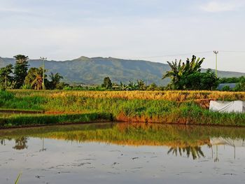Scenic view of field by lake against sky