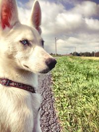 Portrait of dog on field against sky