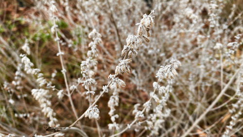 Close-up of frozen plant on field during winter