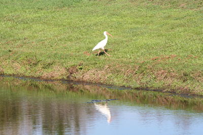 High angle view of gray heron perching on grass by lake