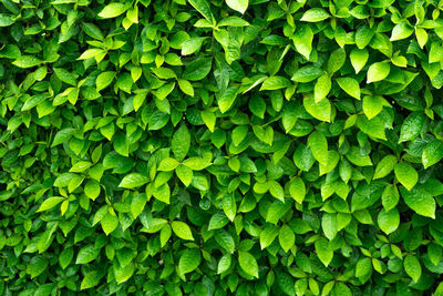 Full frame shot of green leaves