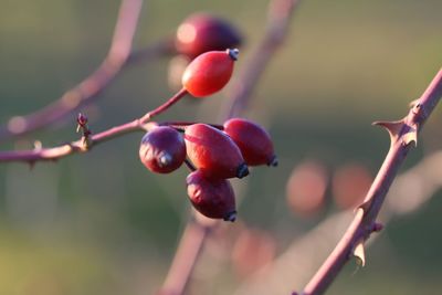 Close-up of berries growing on tree