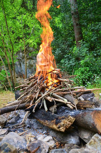 Logs in forest