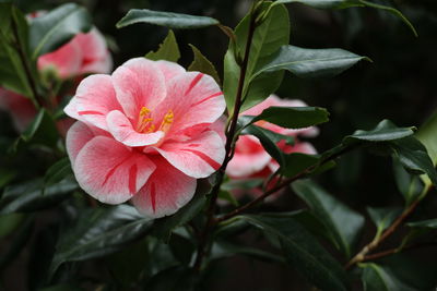 Close-up of pink hibiscus flower