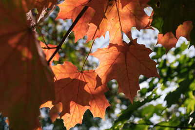 Close-up of maple leaves on tree