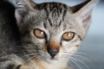 Close-up portrait of tabby cat