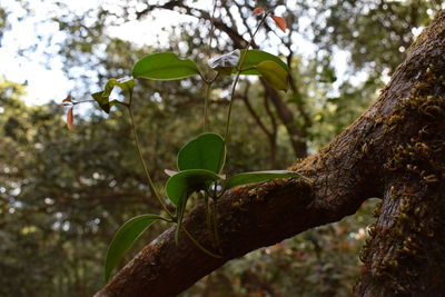Low angle view of lizard on tree