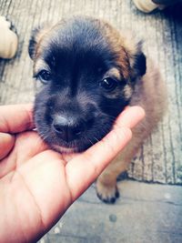 Close-up of hand holding dog