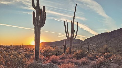 Cactus growing in desert against sky