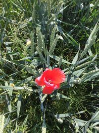 Close-up of red flower blooming outdoors