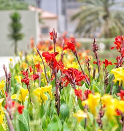 Close-up of red flowering plants