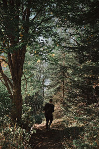 Man standing by tree in forest