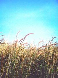 Plants growing on field against blue sky