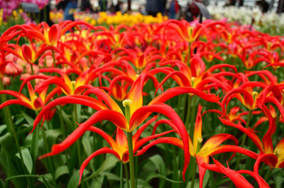 Red star-like tulip closeup in keukenhof garden