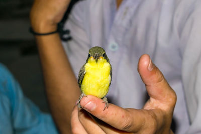 Midsection of man holding a bird