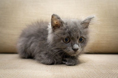 Close-up portrait of a cat