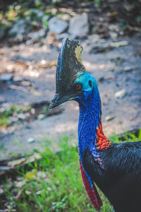 Close-up of a bird on field