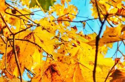 Low angle view of autumnal tree