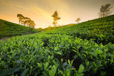 Crops growing on field against sky during sunset