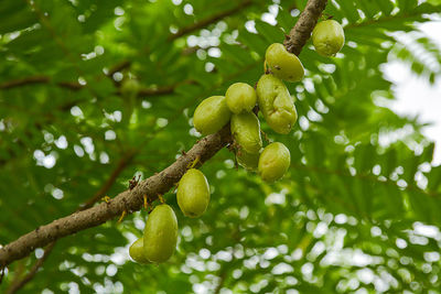 Low angle view of fruits hanging on tree