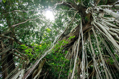 Low angle view of bamboo trees in forest