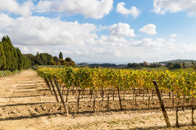 Scenic view of agricultural field against sky