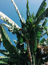 Low angle view of succulent plant against blue sky