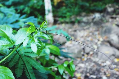Close-up of insect on plant