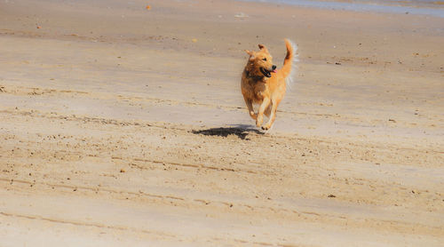 Dog running on sand