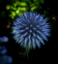 Close-up of thistle blooming outdoors