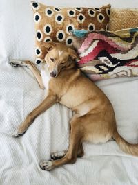 Portrait of dog sitting on bed