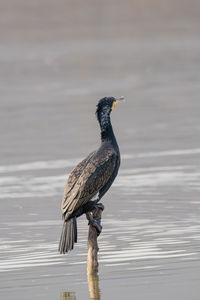 Bird perching on a lake