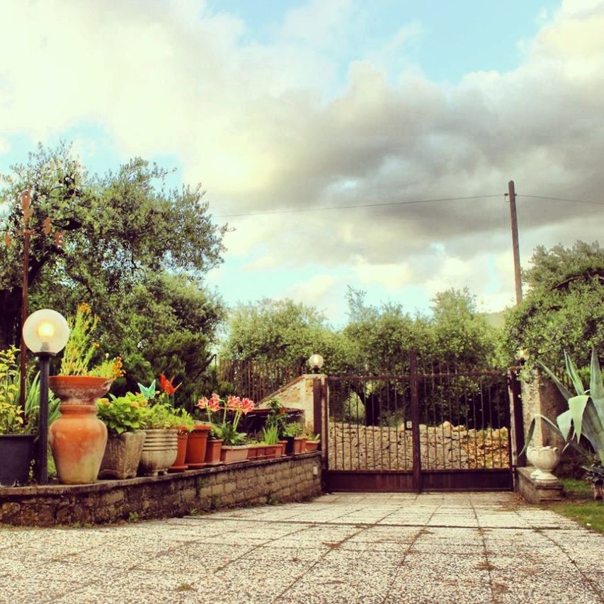 tree, sky, growth, street light, cloud - sky, plant, nature, built structure, tranquility, outdoors, lighting equipment, green color, potted plant, no people, day, cloud, park - man made space, cloudy, architecture, sunlight