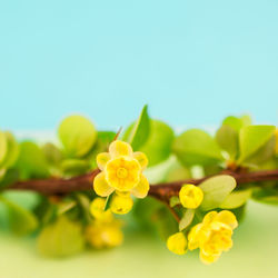 Close-up of yellow flowering plant against sky