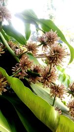 Close-up of flower plant