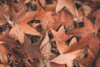 Full frame shot of autumn leaves