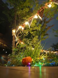 Illuminated christmas tree at night