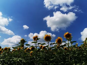 Close-up of sunflower field against sky