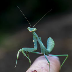 Close-up of insect on hand