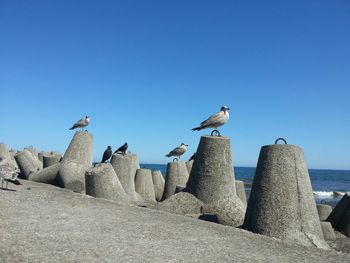 Seagulls perching against clear blue sky