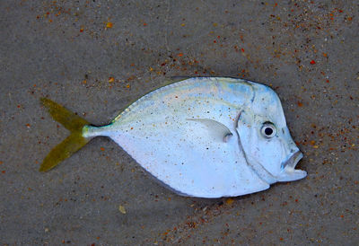 High angle view of fish in sea