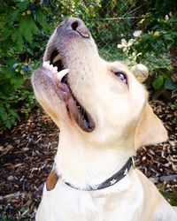 Close-up of dog on field