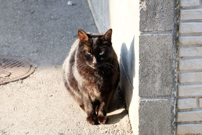 Cat looking away